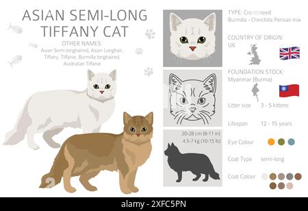 Tiffany Cat, asiatische halblanghaarige Katze Tiffanie Clipart. Alle Lackfarben festgelegt. Infografik zu den Merkmalen aller Katzenrassen. Vektorabbildung Stock Vektor