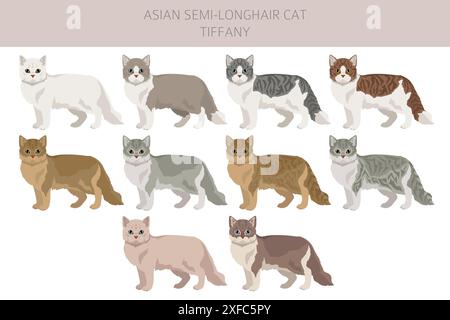 Tiffany Cat, asiatische halblanghaarige Katze Tiffanie Clipart. Alle Lackfarben festgelegt. Infografik zu den Merkmalen aller Katzenrassen. Vektorabbildung Stock Vektor