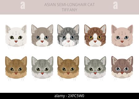 Tiffany Cat, asiatische halblanghaarige Katze Tiffanie Clipart. Alle Lackfarben festgelegt. Infografik zu den Merkmalen aller Katzenrassen. Vektorabbildung Stock Vektor