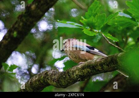 Dundee, Tayside, Schottland, Großbritannien. Juli 2024. Tierwelt: Ein Foto eines eurasischen jay Vogels hoch oben in einem Baum bietet eine atemberaubende Szene im Caird Park Dundee, Schottland. Quelle: Dundee Photographics/Alamy Live News Stockfoto