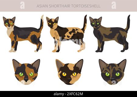 Asiatische Kurzhaar-Schildpatt-Katze-Clipart. Alle Fellfarben asiatisch Tortie Set. Infografik zu den Merkmalen aller Katzenrassen. Vektorabbildung Stock Vektor