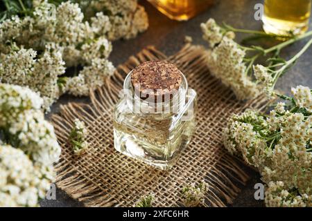 Eine Flasche ätherisches Aromatherapie-Öl mit frischen Schafgarbenblüten auf einem Tisch Stockfoto