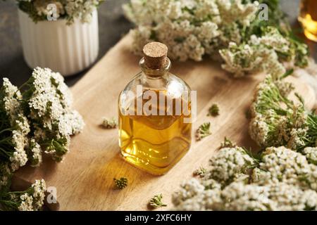 Eine Glasflasche Kräutertinktur aus frisch blühender Schafgarbe Stockfoto