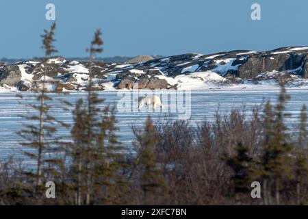 Ein einzelner Eisbär, der über einen gefrorenen Wassereisteich auf der Eistundra im Norden Kanadas spaziert. Männliche Bären machen sich bereit, ins Meereis zu ziehen. Stockfoto