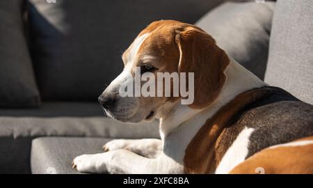 Beagle Dog Sonnenbaden in der Mittagssonne im Freien Stockfoto