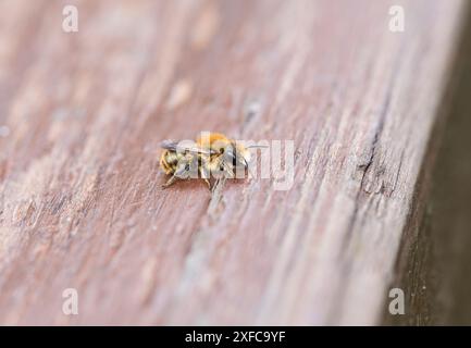 Rusting Orange-belüftete Mason Bee (Osmia leaiana) bei Rye Meads, Herts Stockfoto