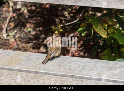 Junger Robin (Erithacus rubecula) auf einer Bank in Richmond Park, Surrey Stockfoto