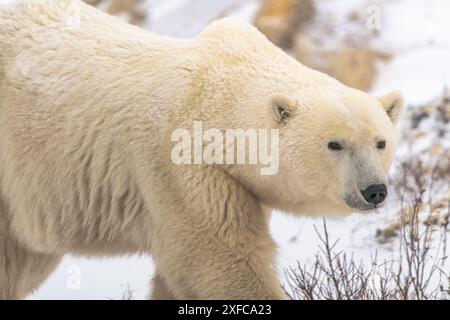 Nahaufnahme eines großen männlichen Eisbären, der im Winter in Churchill, Kanada, gesehen wurde, mit schneeweißem Hintergrund. Raubtier, beängstigend. Stockfoto