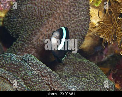 Anemonfische am Liberty Wrack in Tulamben, Insel Bali, Indonesien: Clownfische in seiner dunklen Anemone. Unterwasserfoto an einem außergewöhnlichen Tauchplatz Stockfoto