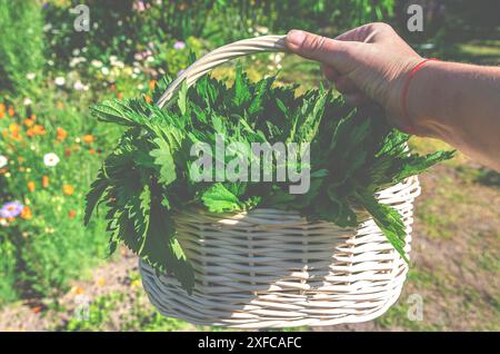 Heilkräuter. Ernte von Bio-Brennesseln. Brennnessel in einem weißen Korb Stockfoto