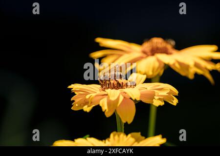 Eine Biene bestäubt eine leuchtend gelbe Blume und hebt die Vielfalt der Natur in einer ruhigen Umgebung im Freien hervor Stockfoto