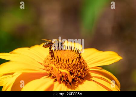 Eine Biene bestäubt eine leuchtend gelbe Blume und hebt die Vielfalt der Natur in einer ruhigen Umgebung im Freien hervor Stockfoto