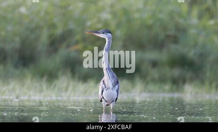 Graureiher (ardea cinerea) stehen im Wasser, am Schilfufer Stockfoto