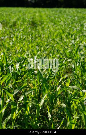 Ackerfeld bedeckt mit jungen grünen Mais unter der Sommersonne. Stockfoto