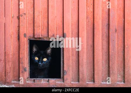 Eine schwarze Katze mit hellen Augen, die aus einer kleinen Öffnung in einer orangefarbenen Metalltür hinausschaut und einen Kontrast zwischen Dunkelheit und Licht schafft. Stockfoto