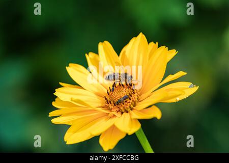 Eine Biene bestäubt eine leuchtend gelbe Blume und hebt die Vielfalt der Natur in einer ruhigen Umgebung im Freien hervor Stockfoto