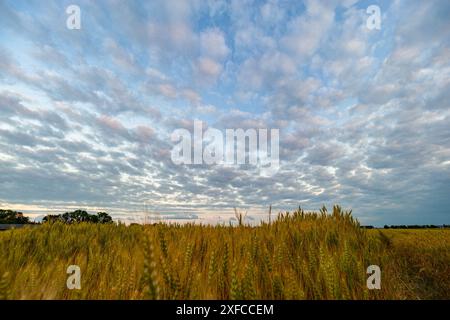 Ruhiges Bild der Schafwolken (Altocumulus) über einem Weizenfeld in den Abendstunden Stockfoto