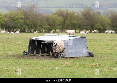 Schafe in Lammkriechstall auf dem Feld - Großbritannien Stockfoto