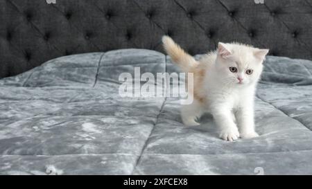 Flauschiges beiges schottisches Kätzchen sitzt auf dem Bett und blickt auf die Kamera, Vorderansicht, Platz für Text. Süße junge weiße Katze mit braunen Augen. Stockfoto