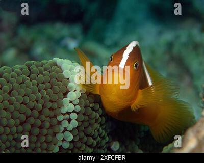 Gestreifter Anemonenfisch in einer grünen Anemone mit einem hellgrünen Streifen am Korallenriff. Unterwasserfoto in Raja Ampat, Indonesien. Fischen aus nächster Nähe. Stockfoto