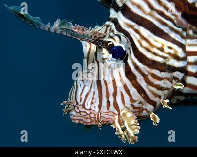 Löwenfisch - fotografiert gegen das tiefblaue Wasser im Roten Meer, Ägypten. Sehr nah und intensiv - detailliertes Fischporträt - tropische Fische aus nächster Nähe. Stockfoto