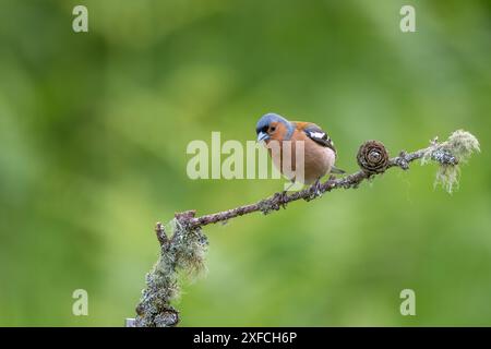 Männlicher Chaffinch, Fringilla-Coelebs, auf einem Flechtenzweig Stockfoto