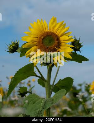 Bunte Fotografie von Sonnenblumen im Sonnenschein auf einem Feld in Norfolk Stockfoto
