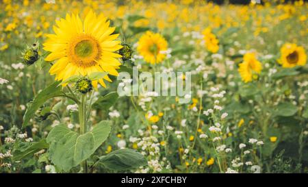 Bunte Fotografie von Sonnenblumen im Sonnenschein auf einem Feld in Norfolk Stockfoto