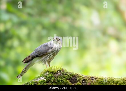 Eurasischer Sparrowhawk, Accipiter nisus, auf einem moosbedeckten Zweig Stockfoto