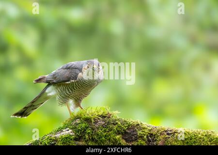 Eurasischer Sparrowhawk, Accipiter nisus, auf einem moosbedeckten Zweig Stockfoto