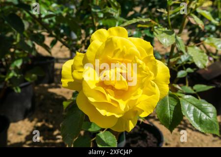 Rosa' Korresia' Stockfoto