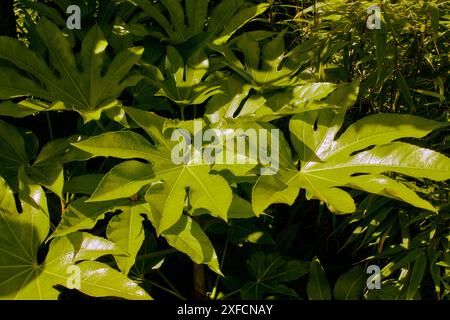 Gartenpflanzen im Sommer. Stockfoto
