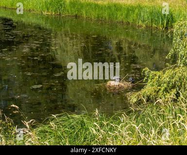 Ein Paar eurasischer Coots (Fulica atra) in einem Teich in Arnheim, Niederlande Stockfoto