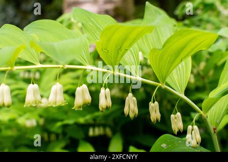 Salomons Seehunde, die unter bogenförmigen Stämmen hängen, leuchtende weiße Blüten mit einem Hauch von grünem Blick unter glänzenden Blättern, Stockfoto