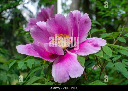 Ein königliches Trio entfaltet sich! Drei leuchtende violette Pfingstrosenblüten, jede ein Meisterwerk aus Rüschenblättern, erstrahlen in einer majestätischen Darstellung. Stockfoto