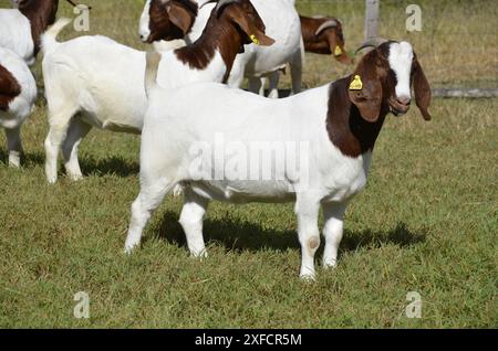 Schöne weibliche Buren Ziegen auf der Farm Stockfoto