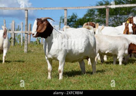 Schöne weibliche Buren Ziegen auf der Farm Stockfoto