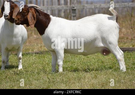 Schöne weibliche Buren Ziegen auf der Farm Stockfoto