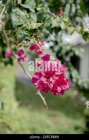 Paperflower o Buganvillas blüht auf dem Baum. Stockfoto