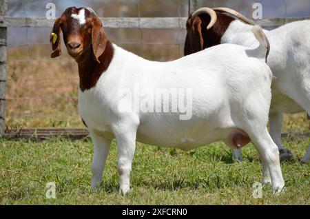 Schöne weibliche Buren Ziegen auf der Farm Stockfoto