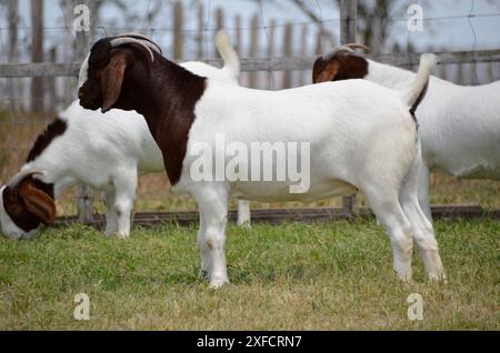 Schöne weibliche Buren Ziegen auf der Farm Stockfoto