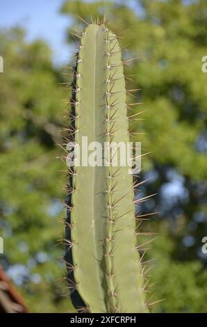 Detail des Dorns des Mandacaru, einer Pflanze aus der brasilianischen caatinga. Wissenschaftlicher Name cereus jamacaru aus der botanischen Familie der Cactacea Stockfoto