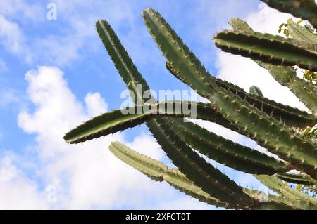 Detail des Dorns des Mandacaru, einer Pflanze aus der brasilianischen caatinga. Wissenschaftlicher Name cereus jamacaru aus der botanischen Familie der Cactacea Stockfoto