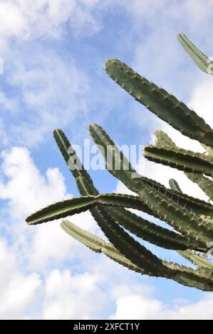 Detail des Dorns des Mandacaru, einer Pflanze aus der brasilianischen caatinga. Wissenschaftlicher Name cereus jamacaru aus der botanischen Familie der Cactacea Stockfoto