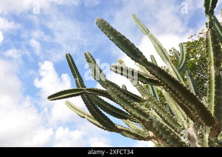 Detail des Dorns des Mandacaru, einer Pflanze aus der brasilianischen caatinga. Wissenschaftlicher Name cereus jamacaru aus der botanischen Familie der Cactacea Stockfoto