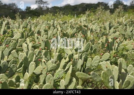 Cochineal nopal cactus oder Opuntia cochenillifera, cereus hexagonus, Cacto palmatoria - Caatinga Biome - Nordosten Brasiliens Stockfoto