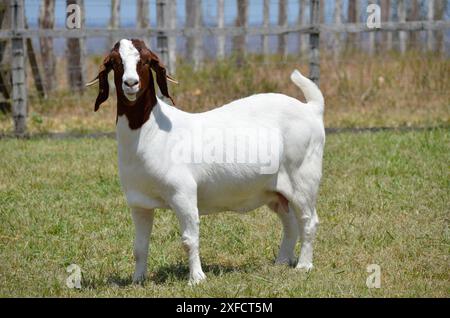 Schöne weibliche Buren Ziegen auf der Farm Stockfoto