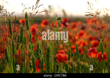 Field of Mohn, Yarnbury Camp / Yarnbury Castle, Wiltshire, Großbritannien, 19.06.2024, Credit:Michael Palmer/Alamy Live News Stockfoto