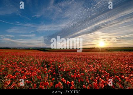 Field of Mohn, Yarnbury Camp / Yarnbury Castle, Wiltshire, Großbritannien, 19.06.2024, Credit:Michael Palmer/Alamy Live News Stockfoto