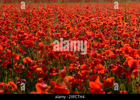 Field of Mohn, Yarnbury Camp / Yarnbury Castle, Wiltshire, Großbritannien, 19.06.2024, Credit:Michael Palmer/Alamy Live News Stockfoto